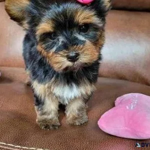 Quality Yorkie puppies ready