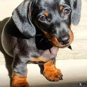 Pra Clear Dachshunds Puppies
