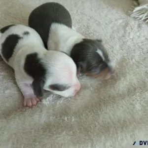 Miniature Dachshund