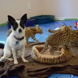 SavannahServal