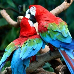 African grey parrots