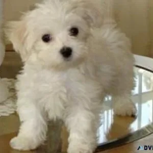 Friendly Teacup Maltese Puppies