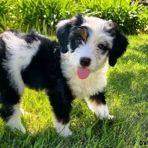 Bernedoodle
