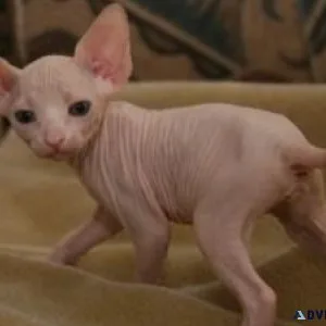 Healthy male and female Sphynx kittens Seeking new homes