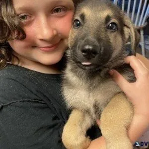 AKC Registered German Shepherd  Puppies