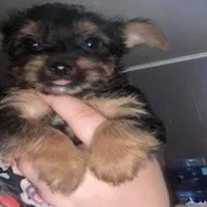 teacup yorkies colorado