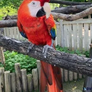 Hybrid Macaw