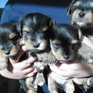 girl teacup yorkies for sale