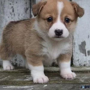 AKC Pemborke Welsh Corgie Puppies