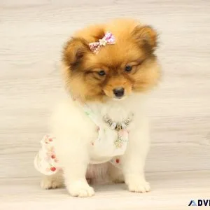 Toy Pomeranian Puppy For Sale