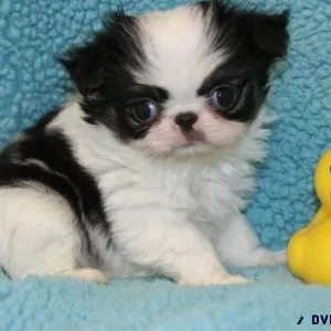 Japanese Chin Puppies for Sale