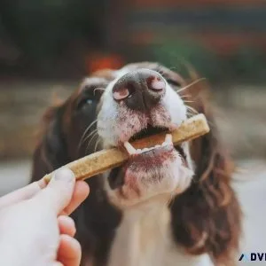 Fall Dog Treats - Vet in Fox Lake IL