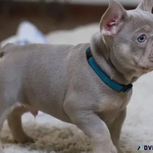 Gorgeous French Bulldog Puppies For Sale.