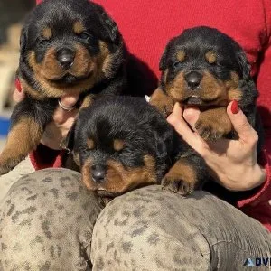 Special little Rottweiler puppies for sale