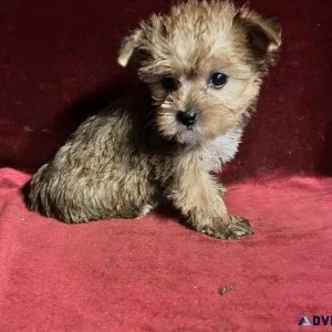 a teacup yorkie