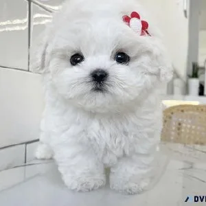 Teacup maltipoo