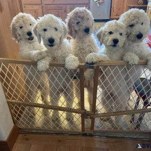 AKC Standard Poodle Puppies