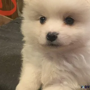 Adorable Pomeranian Puppies