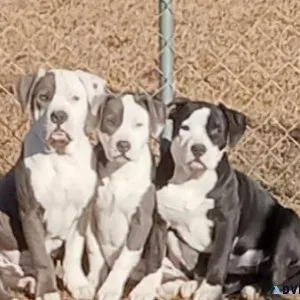 Bully Pit