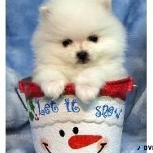 Pom puppies for you