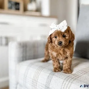 Golden Doodles