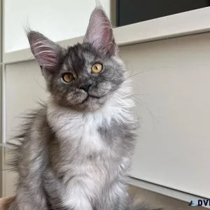 Calico maine coon kittens