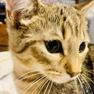 Mackerel Tabby half Main Coon kittens looking for loving home