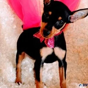 Male and Female Miniature Pinscher Puppies