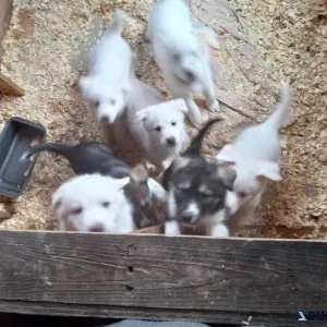 Puppies
