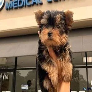 yorkie puppies phoenix