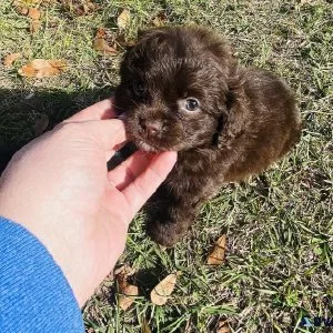 COCKER SPANIEL  PUPPIES
