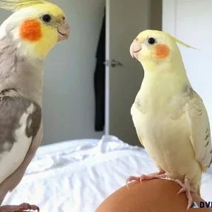 Cockatiel Parrots