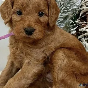 Golden Doodles