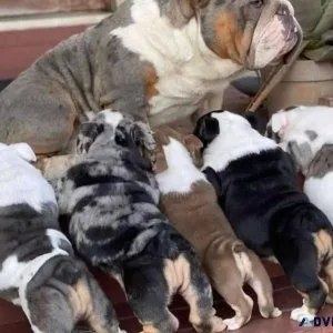 Puppies Rehoming