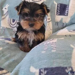 Purebred male yorkie