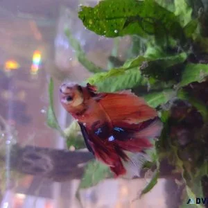 Betta Fish Fish Tank Driftwood Tropical Fish Plants