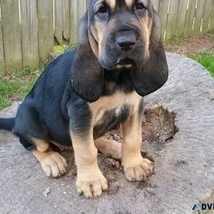 Potty Trained Bloodhound Puppies