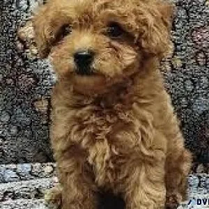 Purebred Toy Poodle puppies for sale