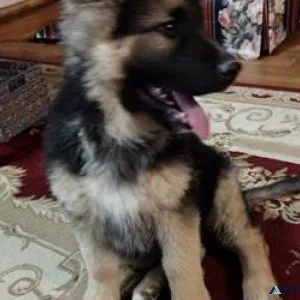 German Shepherd Puppies ready now to go