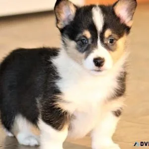 Gorgeous Pembroke Welsh Corgi Puppies For Sale.