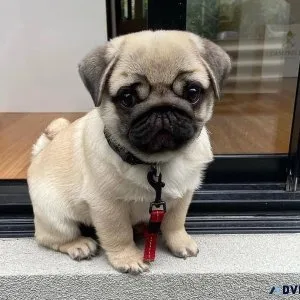 AKC Reg Pug Puppies For Sale