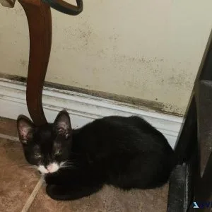 Three month old male kitten black white kitten