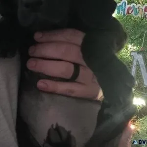LabHound mix