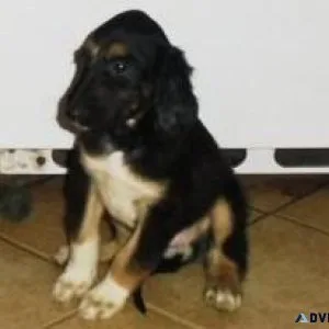 Lovely Afghan Hound Puppies