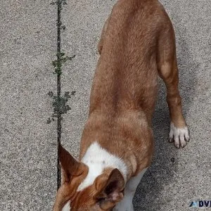 Adorable Male Bull Terrier Puppy Seeking Loving Home