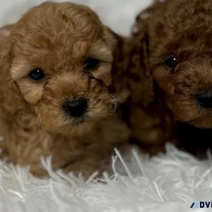 poodle
