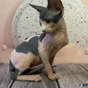 44 DHI Sphynx kitten for Sale