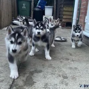 6 KC REG Stunning Siberian Husky Puppies