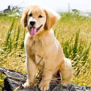 Golden retriever dog at Phoenix