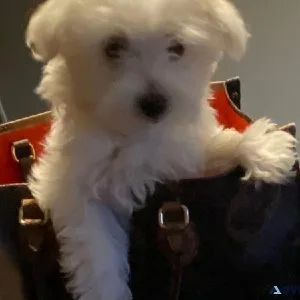 Maltese Puppies
